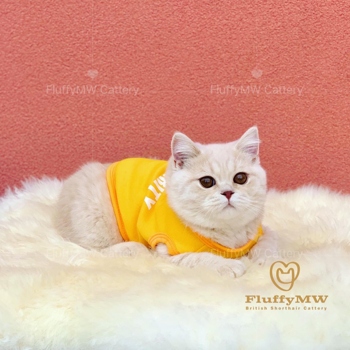 British Shorthair Cats: The Perfect Pet for Your Family